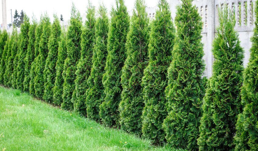 living fence