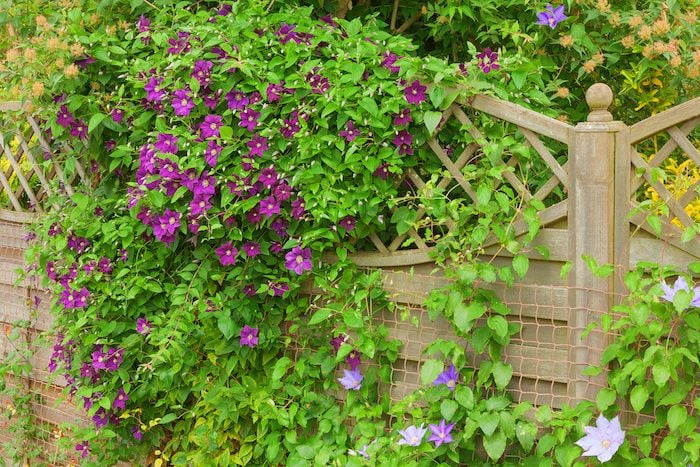 Climbing Plants