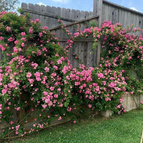 Plant Cover Fence
