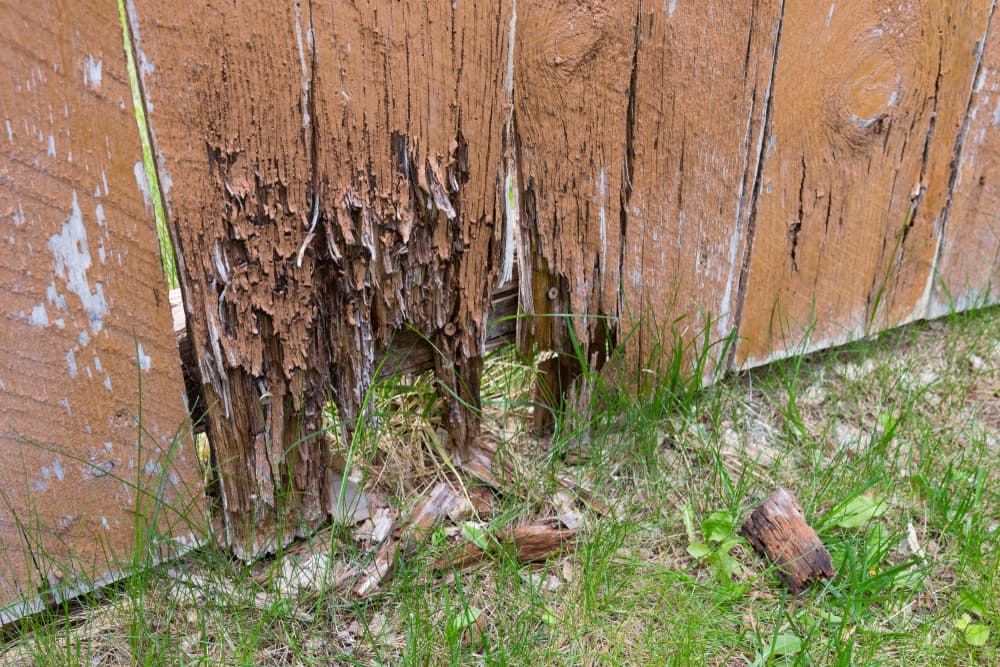Fence Rot and Moisture Damage
