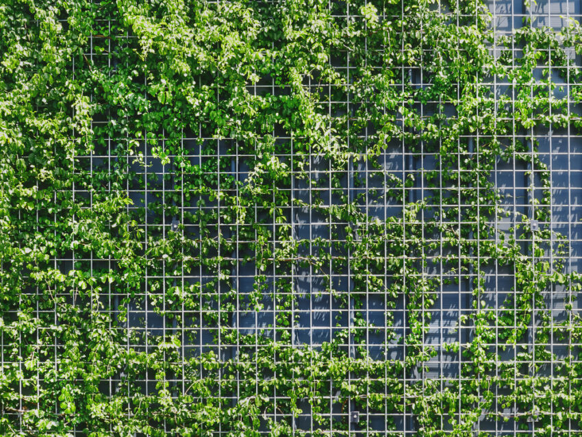 Woven Wire Fencing with Climbers